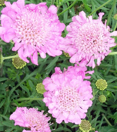 Pincushion Flower Pink Mist